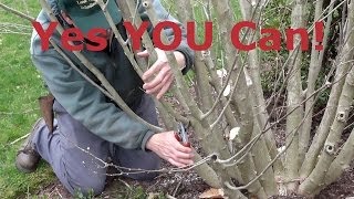 How to Prune Rose of Sharon Hibiscus syriacus [upl. by Emalia]