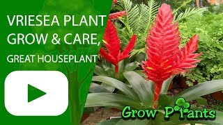 Vriesea  grow amp care great houseplant [upl. by Sammie408]