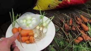 Container Gardening Growing Carrots in Flower Boxes and Onions in Seed Trays  TRG 2015 [upl. by Schulman795]