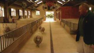 Ouessant Sheep at Cotswold Wildlife Park [upl. by Annayak856]