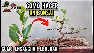 COMO EMPEZAR UN BONSAI  FICUS TIGER BARK ALAMBRADO Y MAS [upl. by Suellen]