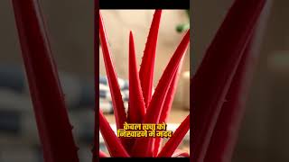 Proveda Products।। Red Aloevera Proveda Redaloevera Skin [upl. by Yantruoc78]