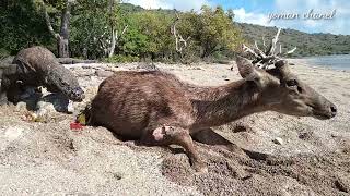 Komodo dragon lookin for prey deer [upl. by Llebasi981]