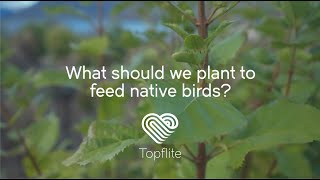 Which plants provide the best food for New Zealand birds [upl. by Lidda]