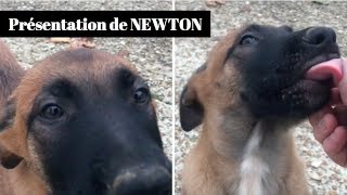 Je vous présente NEWTON mon chiot MALINOIS [upl. by Fitzger]