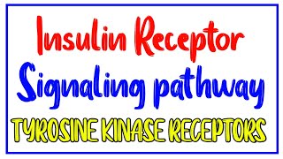 Insulin receptor signaling pathway Tyrosine Kinase pathway  Cell Signaling Biochemistry [upl. by Anderer]