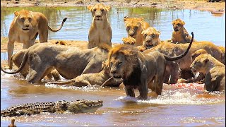 Male Lion Vs Crocodile Trying To Steal Kill From Pride [upl. by Aholla731]