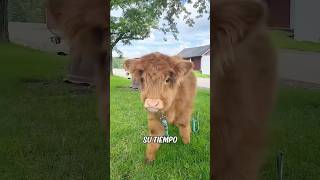 Un hombre de buen corazón salvó a un ternero y lo adoptó vaca de las tierras altas [upl. by Awra674]