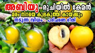 മധുരമൂറും അബിയു പഴം നട്ടുവളർത്താംAbiu Fruit MalayalamAbiu Fruit In KeralaAbiu Fruit Cultivation [upl. by Huppert487]