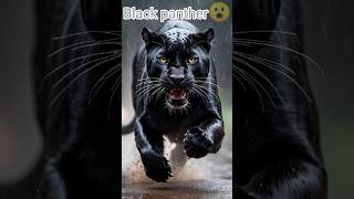 black panther the real black panther the real black panther full episode panther resfect 😺 [upl. by Brace]