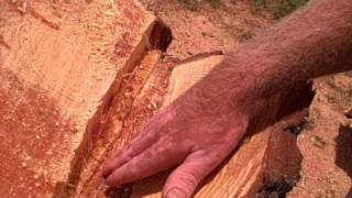 Tree Cutting 101 Make a Perfect Hinge [upl. by Romanas557]