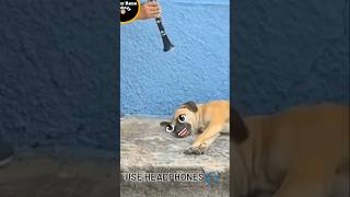 Funny animals memes 😂🐕 comedymemes animals funnyvideo shivamcomedy888 shorts [upl. by Leary]