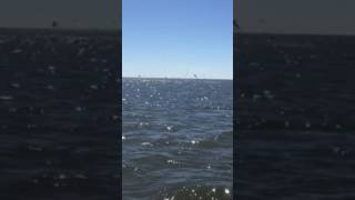 Mobile bay speckled trout and redfish [upl. by Blase347]