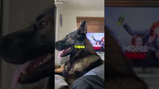 Retired Police Dog Hilariously Reacts to Grocery List [upl. by Lucille]