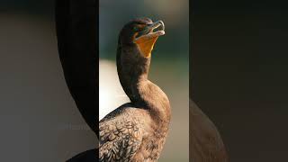 Doublecrested Cormorant Bird Calling Wincent 7Tbqs nature wildlife bird [upl. by Bullis]