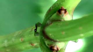 Fourmis sur nectaires extrafloraux de Sambucus racemosa [upl. by O'Kelly]