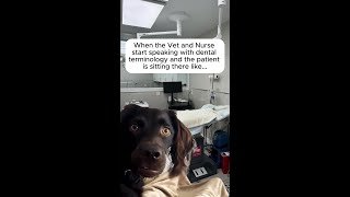 When the vet and nurse start tossing around dental terms like ‘calculus’ and ‘gingivitis’… [upl. by Lahcim546]