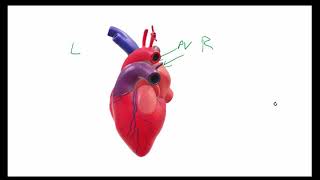 CCEA GCSE biology circulatorysystem 3 the heart [upl. by Anglim]