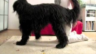 balance on two side legs dog trick Elliot the Briard [upl. by Adnorehs]