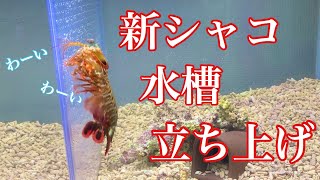 新しくモンハナシャコ水槽を立ち上げてみた【アクアリウム】 [upl. by Nyllaf724]