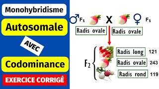 ✅Génétique des diploïdes Monohybridisme autosomal avec codominance [upl. by Robbins]