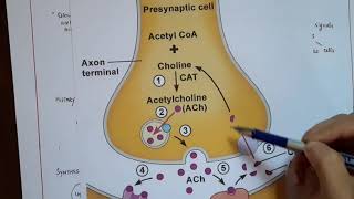 HOW ACETYLCHOLINE WORKS [upl. by Viguerie914]