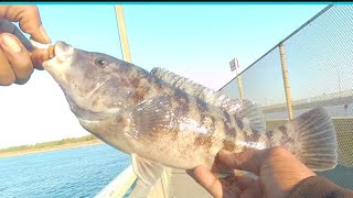 102624 Tautog Bite Gets Killed by Wind Go Get’em [upl. by Ihdin754]