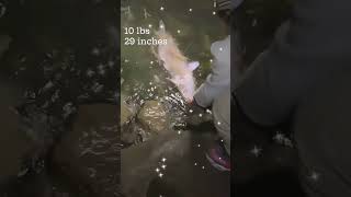 Potomac river Catfishing potomacriver freshwaterfishing fish fishing [upl. by Aliuqahs]