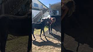 Practicing unloading and loading today foal horsetraining foalkindergarten trailerloading [upl. by Nobe199]