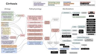 Cirrhosis mechanism of disease [upl. by Sucramej407]