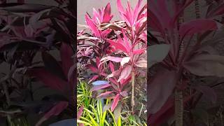 Cordyline Fruticosa Ti Plant🍂 shorts cordyline garden trending ytshorts bollywood song yt [upl. by Enaenaj914]