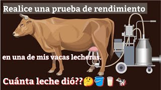 Cuántos litros de leche da por día una buena vaca lechera🤔🐄🪣🥛 Prueba de ordeño [upl. by Enial]