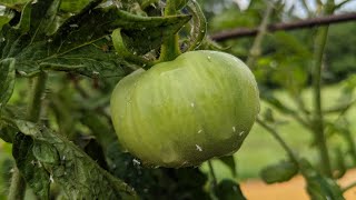 HELP My tomato plants are infested with white flies [upl. by Mateo]