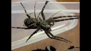 Dolomedes Tenebrosus Mating [upl. by Namyac]