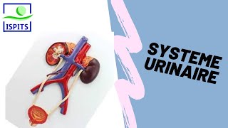 Système urinaire ISPITS Anatomie S1 [upl. by Ahsetel]