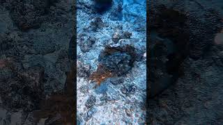 Cuttlefish scubadiving gopro scuba underwater travel bali scubadiving indonesia ocean [upl. by Pius]