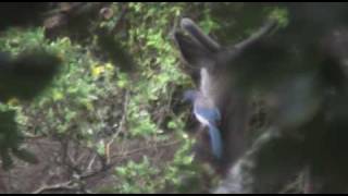 Western Scrub Jay eating ticks off a Mule Deer [upl. by Sileray]