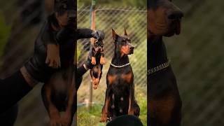 Jis ghar mein 4 dog jaeons garment bilkunma  jana Sort video [upl. by Hartwell]