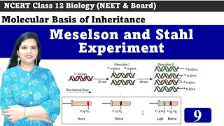 Meselson and Stahl Experiment  SemiConservative DNA Replication [upl. by Gurney]