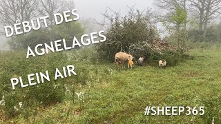 Début des AGNELAGES plein air MAI 2020 [upl. by Jasen]