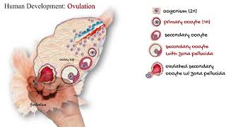 Human Development Ovulation [upl. by Ahsinom833]