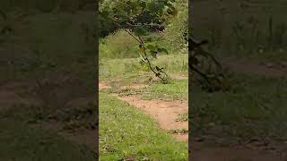 Muitas D Angolas avesdacaatinga passarosdacaatinga vidanaroça natureza fazenda caatingasitio [upl. by Iatnahs]