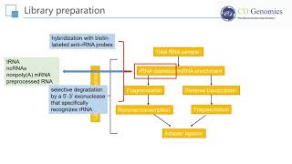 RNA Seq Principle and Workflow of RNA Sequencing [upl. by Leann]