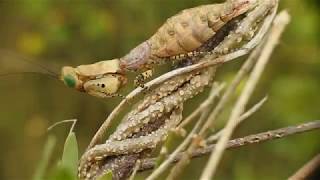 Insects collecting trip  Africa [upl. by Meg]