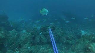 ISLAND SPEARFISHING  BAT FISH  TREVALLY  SPEARFISHING PHILIPPINES [upl. by Alor43]