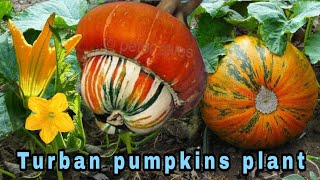 Turban pumpkins plant [upl. by Jillayne]