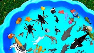 Learn with Sea Animal and Wild Zoo Animals  Toys and Fun For Kids [upl. by Attah744]