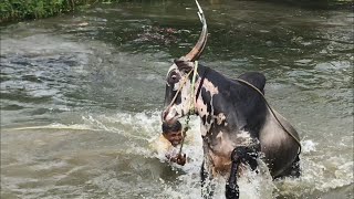 Furious Hallikar bull Jumping and swimming [upl. by Heimlich]