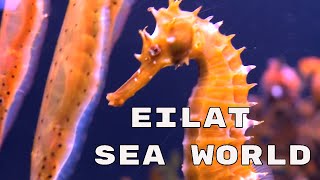 Eilat Sea World 4K  Israel [upl. by Wootten]