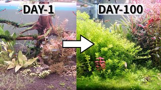 100day water plant growth process in 1 minute [upl. by Nivk]